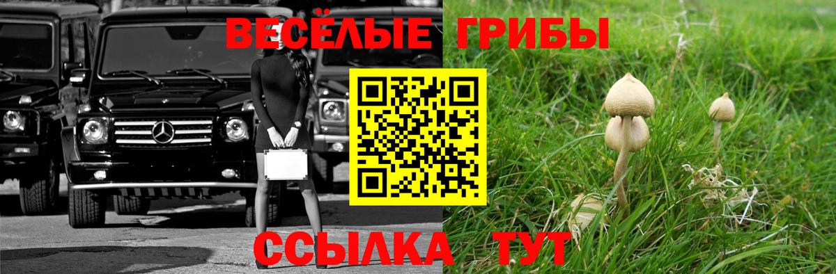 Псилоцибиновые грибы Cubensis Сосновоборск